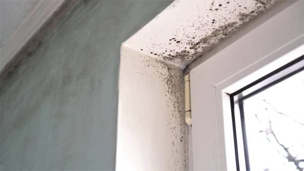 Reliable Kidron, OH Mold Removal Solutions