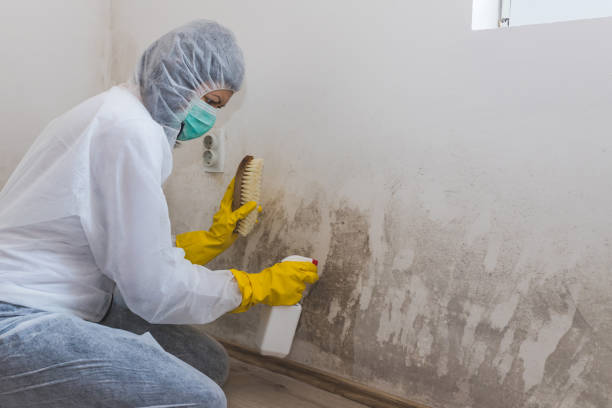 Best Mold Remediation Experts  in Kidron, OH