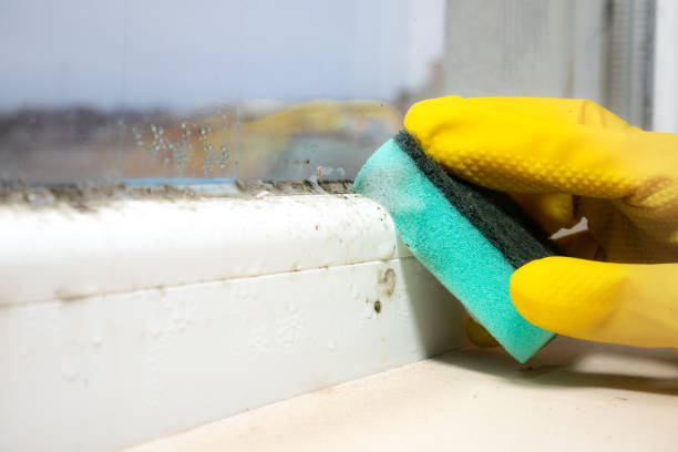 Best Attic Mold Removal  in Kidron, OH