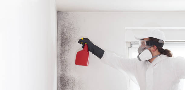 Best Mold Remediation Experts  in Kidron, OH